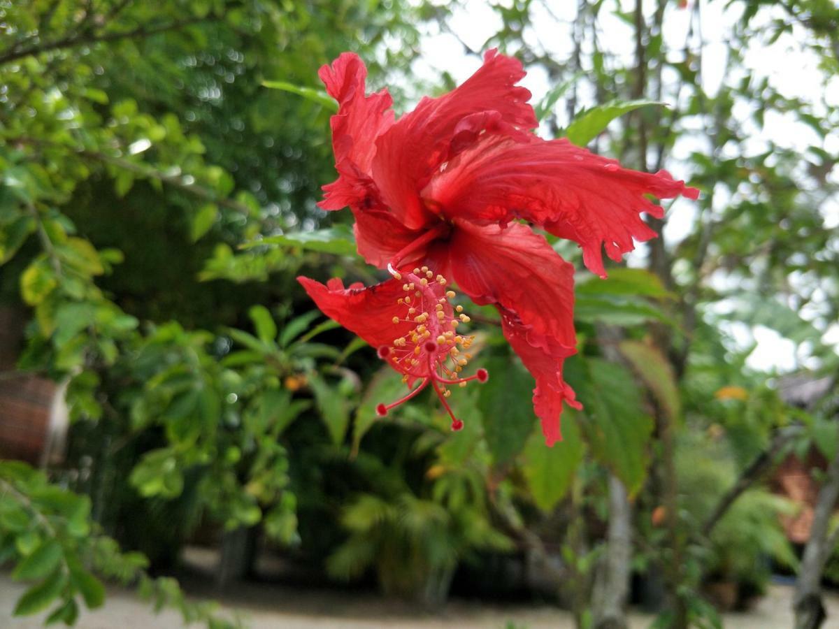 Beaubo Guest house Baan Tai